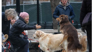 TMZ Has Moved On to Reporting Dog Rape